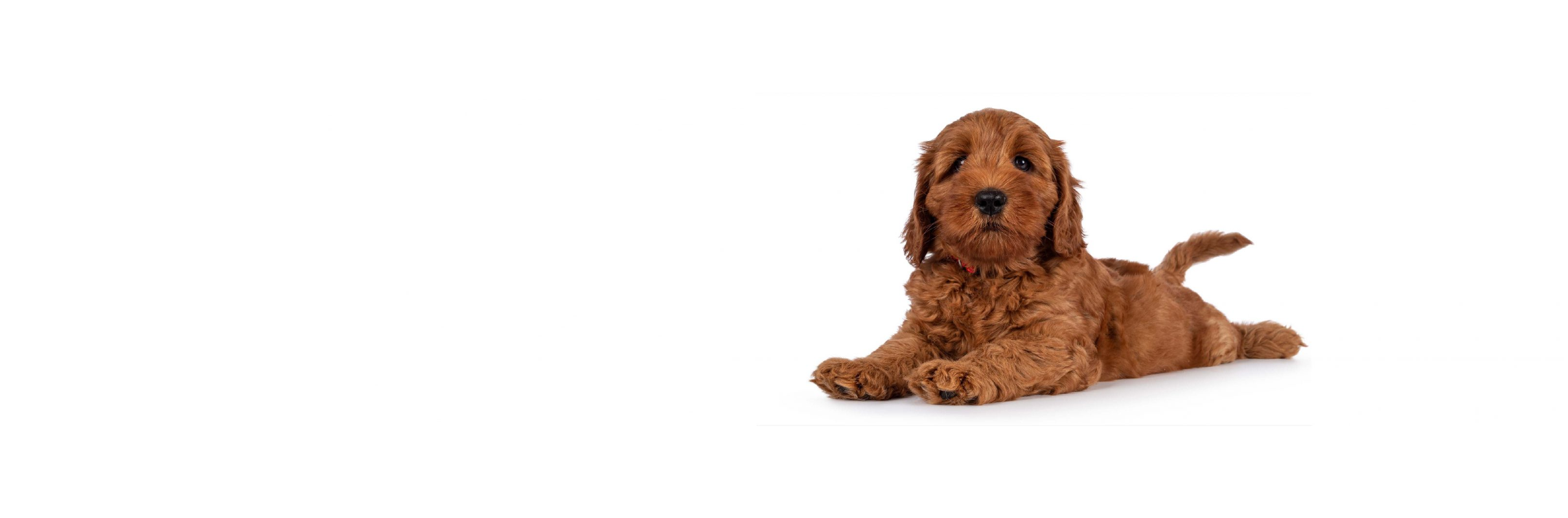 Australian Cobberdog puppies for sale Austinbrae Cobberdogs