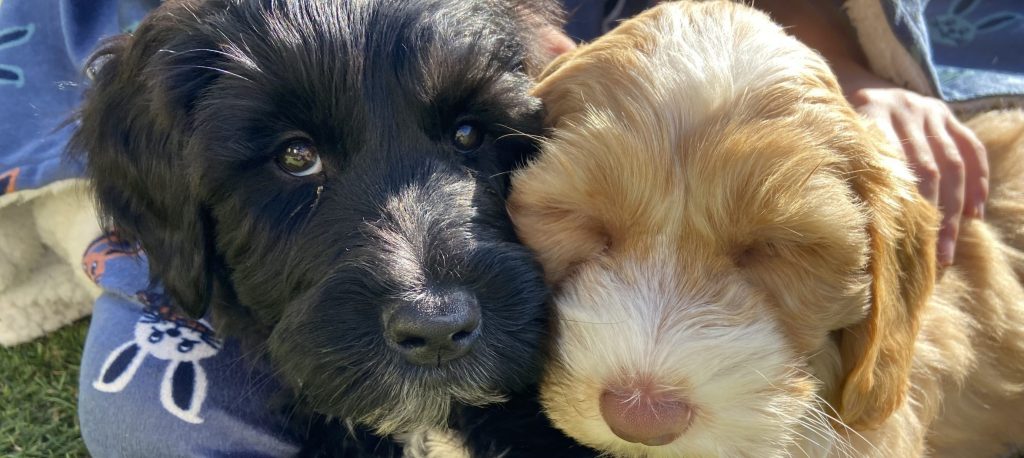 Australian Cobberdogs NSW